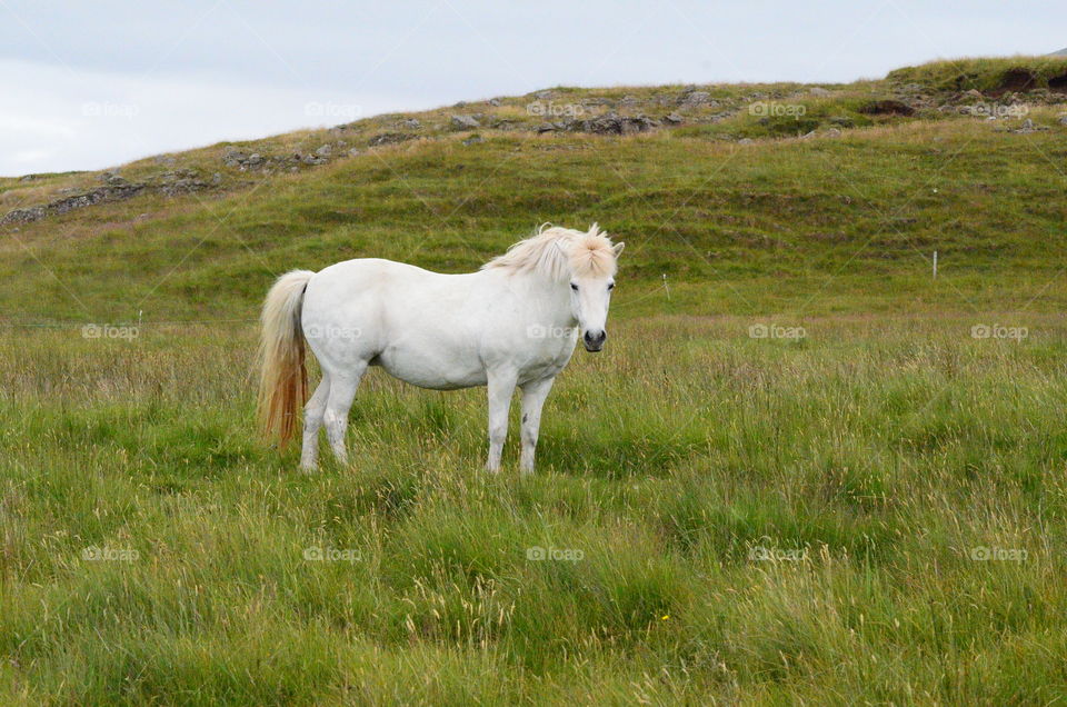 Iceland