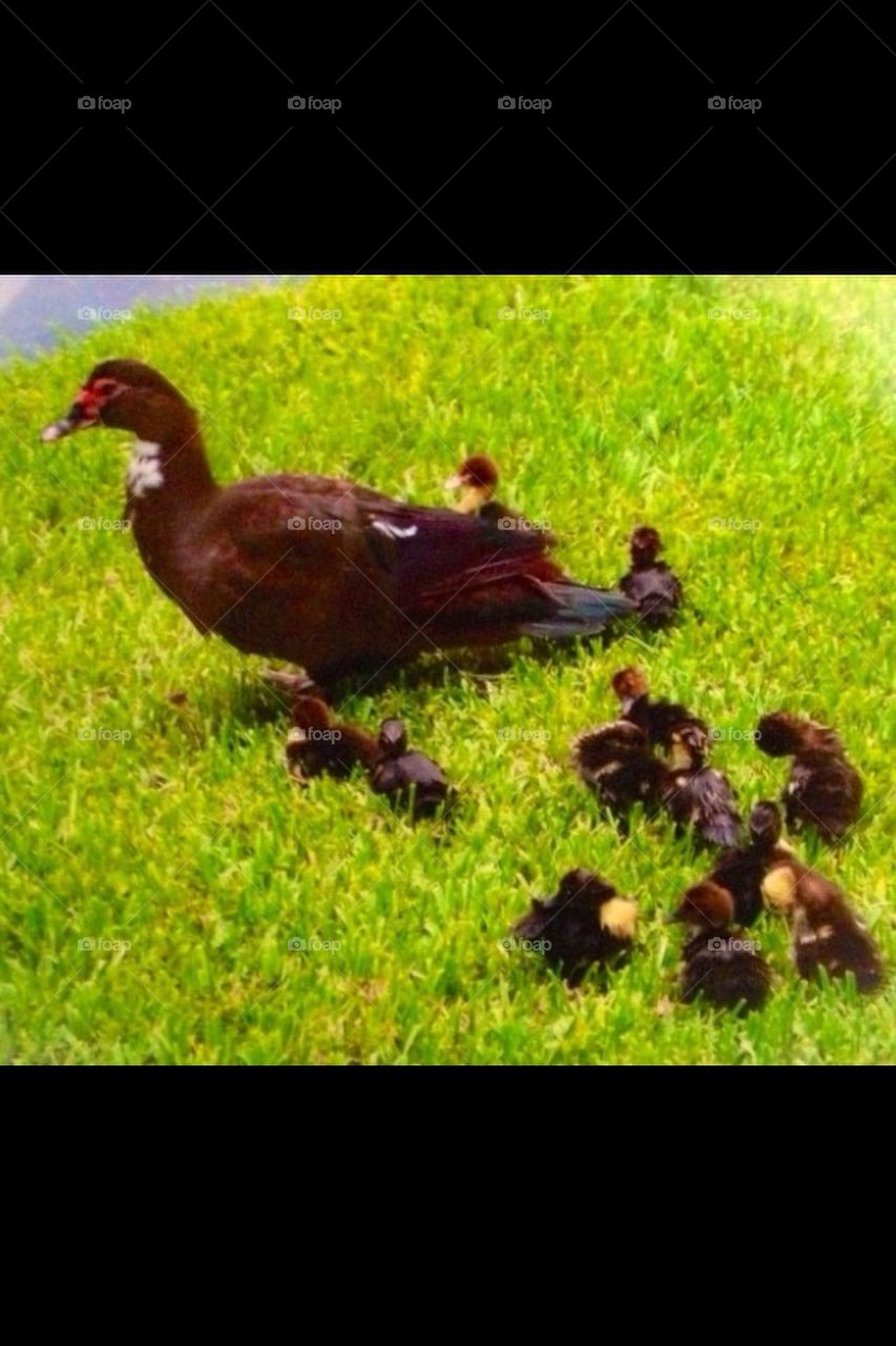 Ducklings