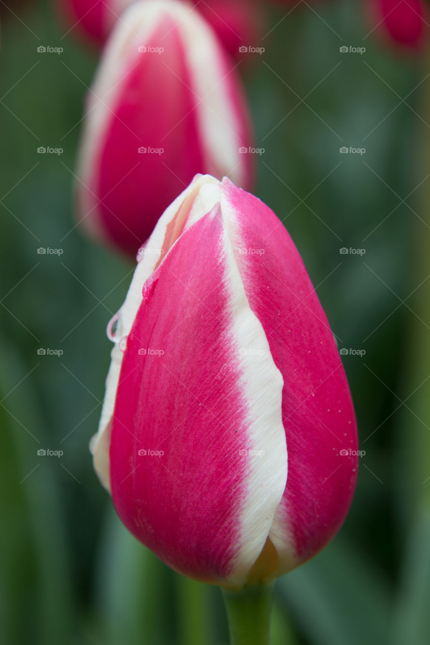 Tulips and water droplets 