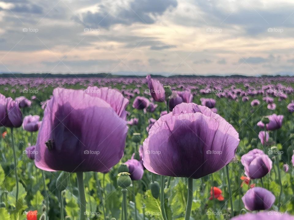 Poppyseed flower