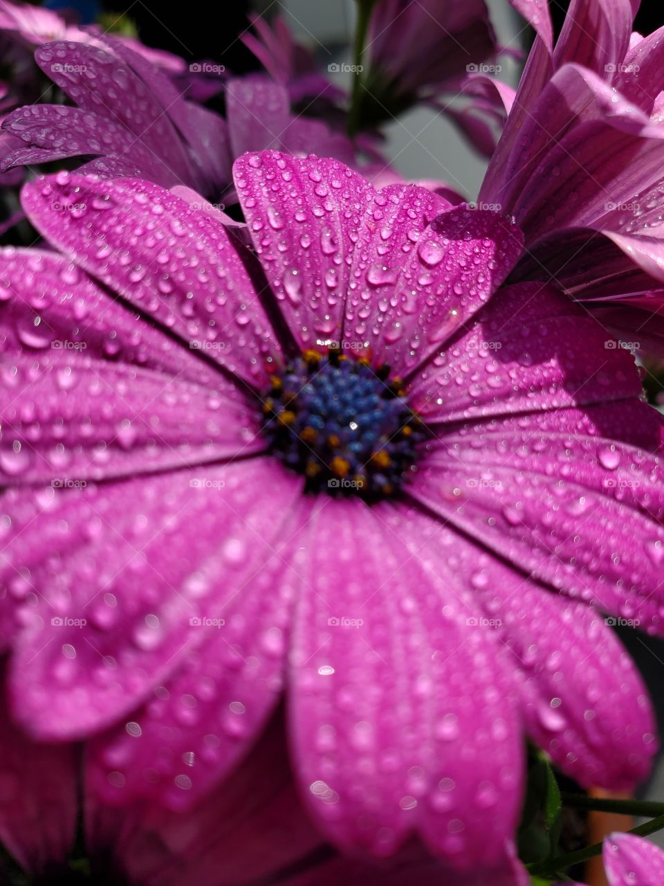 water droplets or dew on a flower