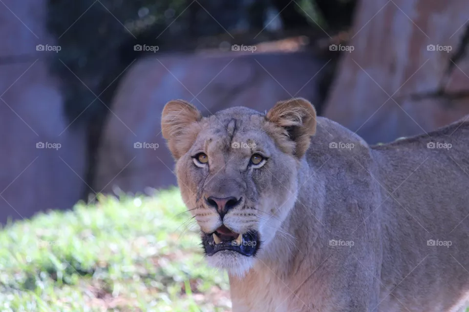 Lioness