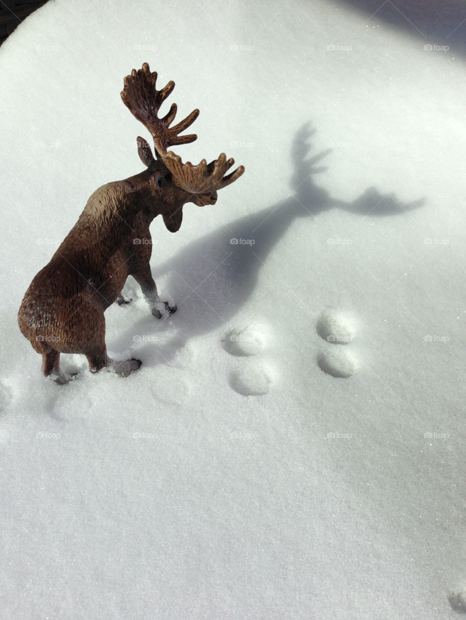 snow winter shadow animal by christomck
