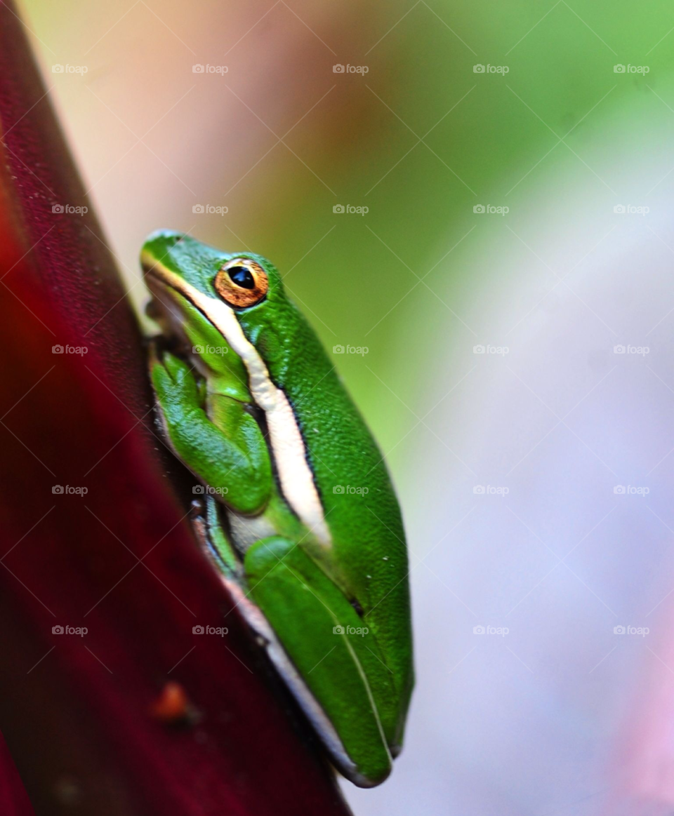 frog frog macro by lightanddrawing