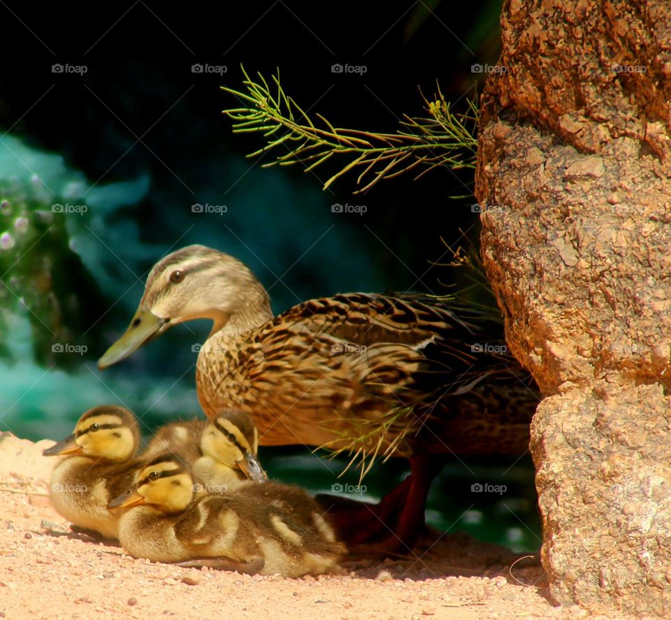 Mother Duck and Ducklings on Shore