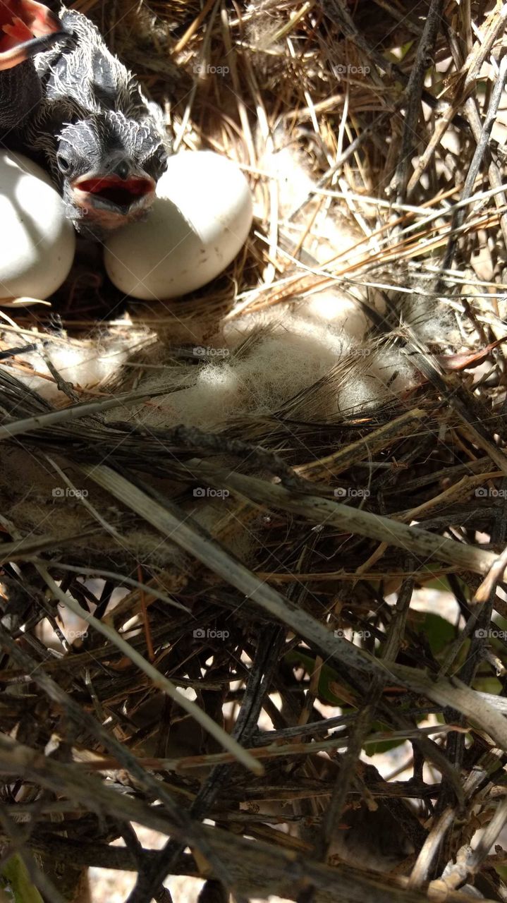 baby roadrunner hatching out of its shell.