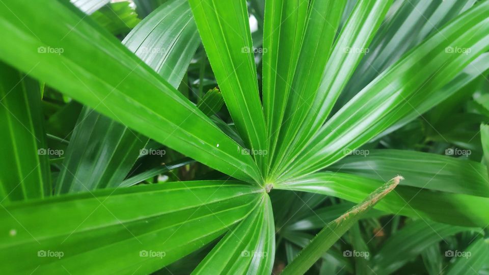 Areca palm leaf