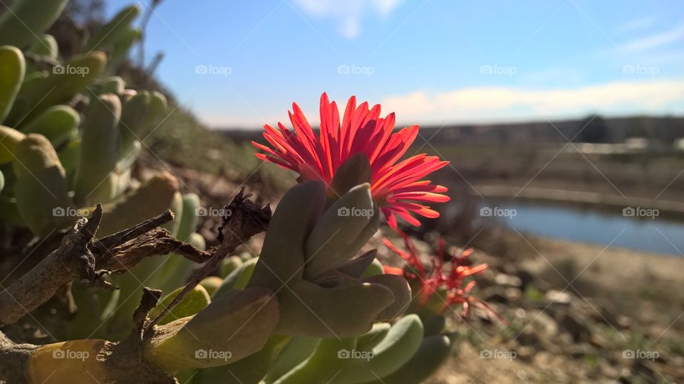 Nature, Flower, No Person, Flora, Cactus