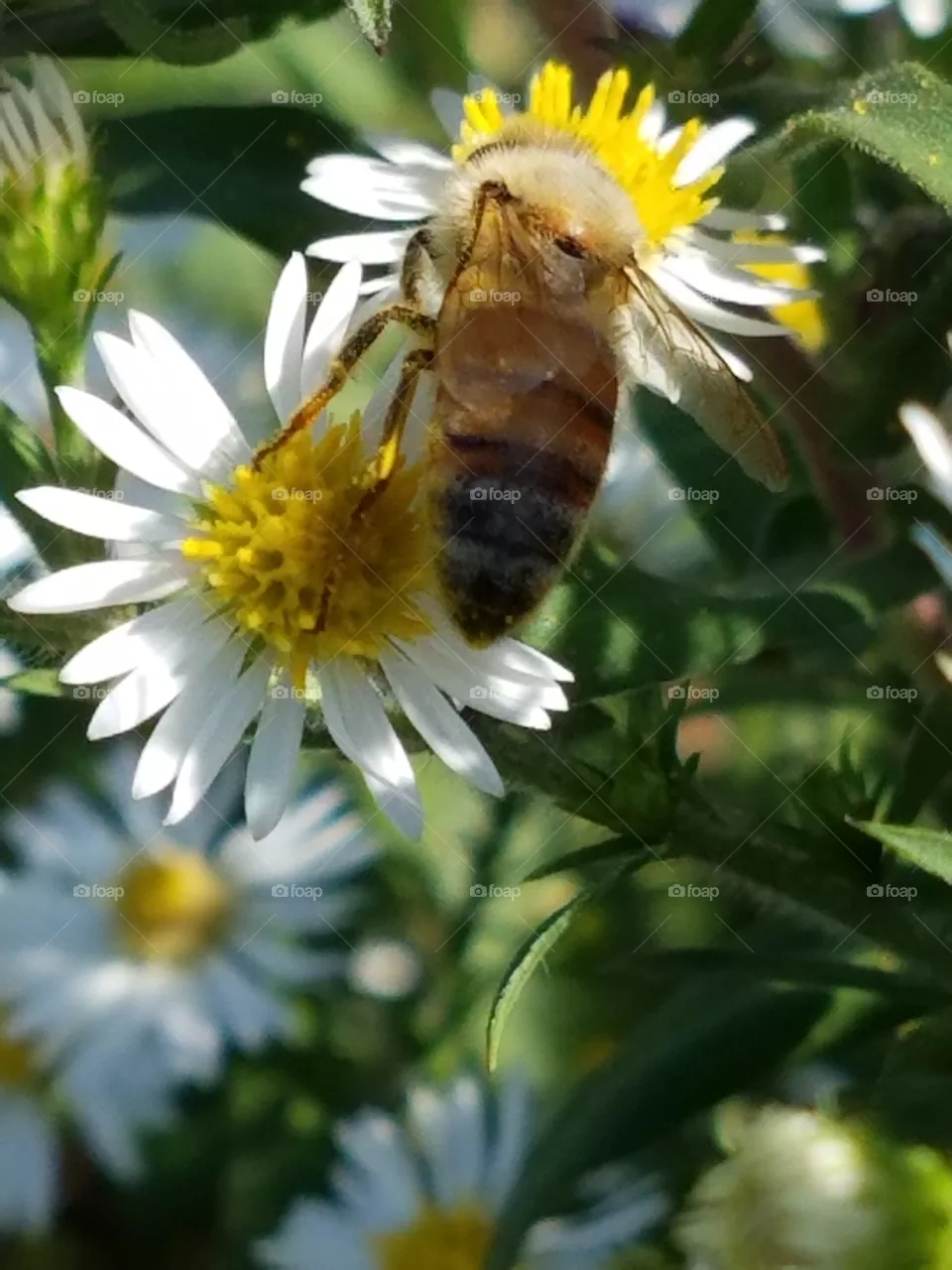 Bee