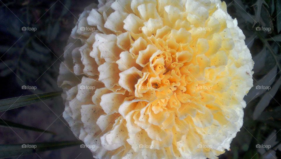 White Marigold flower