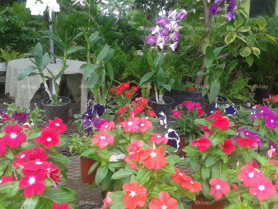 color garden