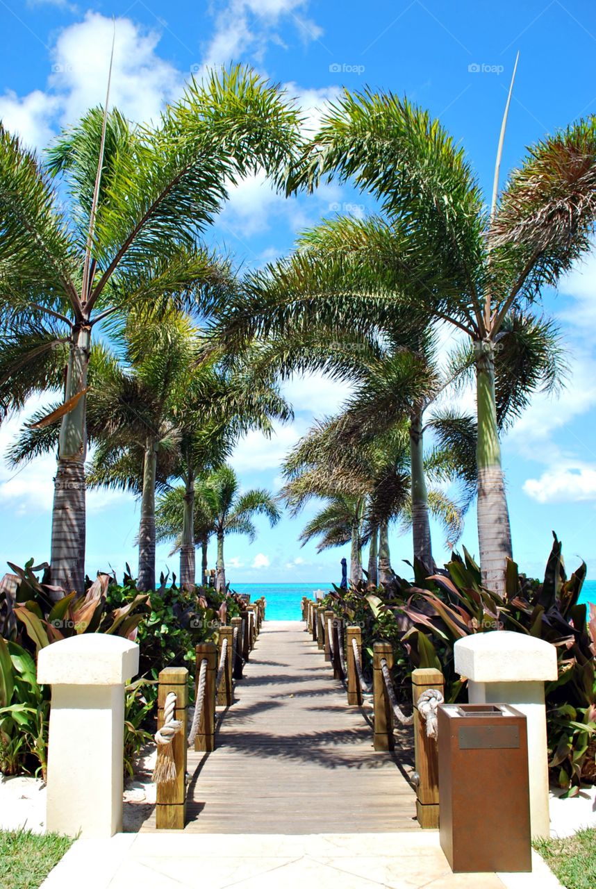 Palm Pathway to the Beach in Turks and Caicos 