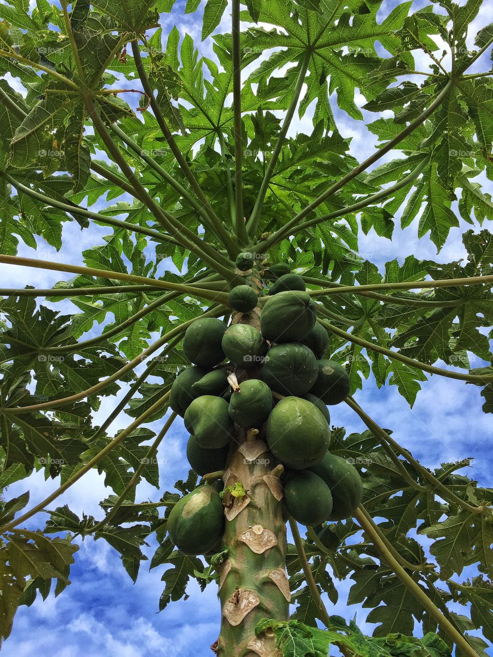 Papaya tree
