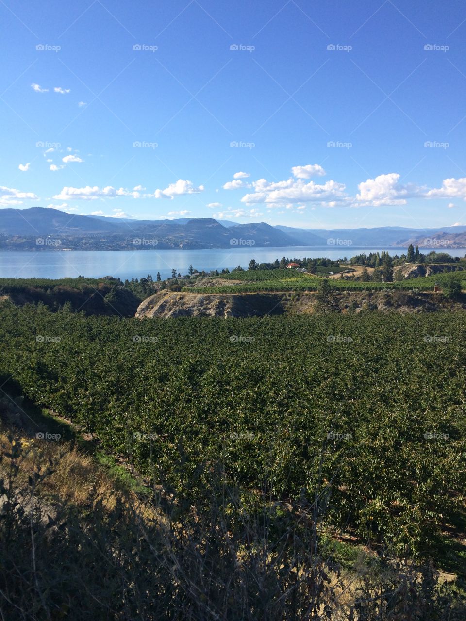 Vineyards on the hill.