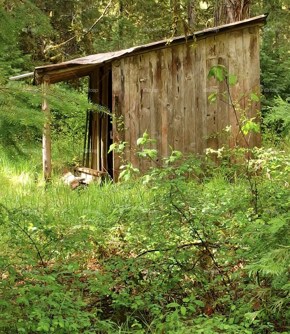 An old abandoned wood shed in lush green forests. 