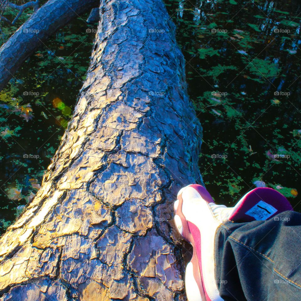 catching a breeze on fallen trees
