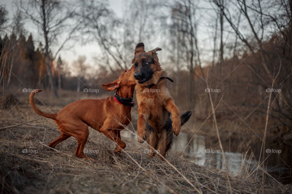 German shepherd young male dog and Hungarian vizsla playing outdoor at spring evening 