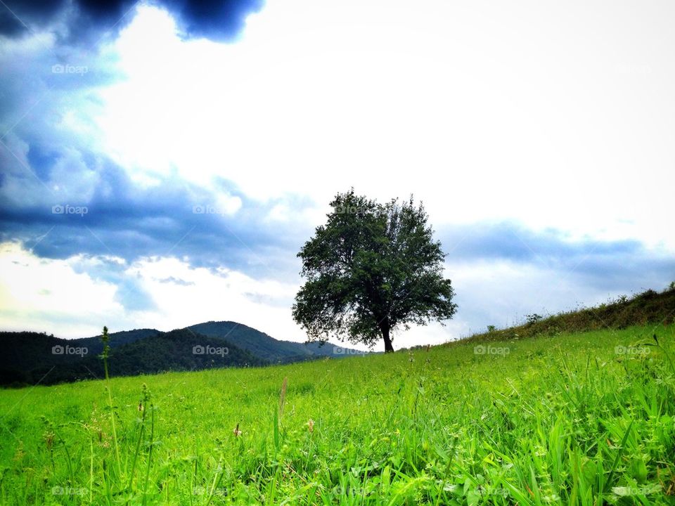 lonely tree