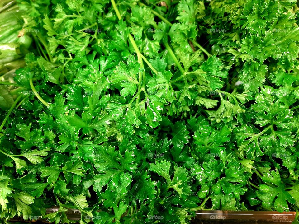 Fresh parsley