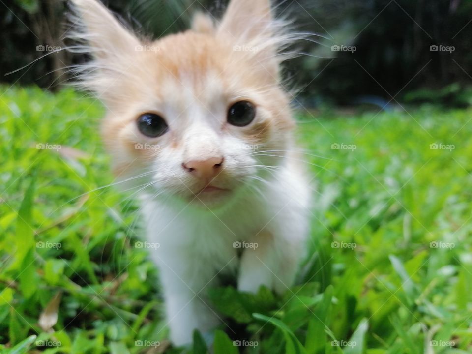 cute cat