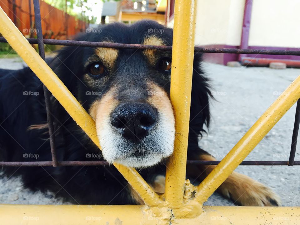 Dog sticking his head out of the fence