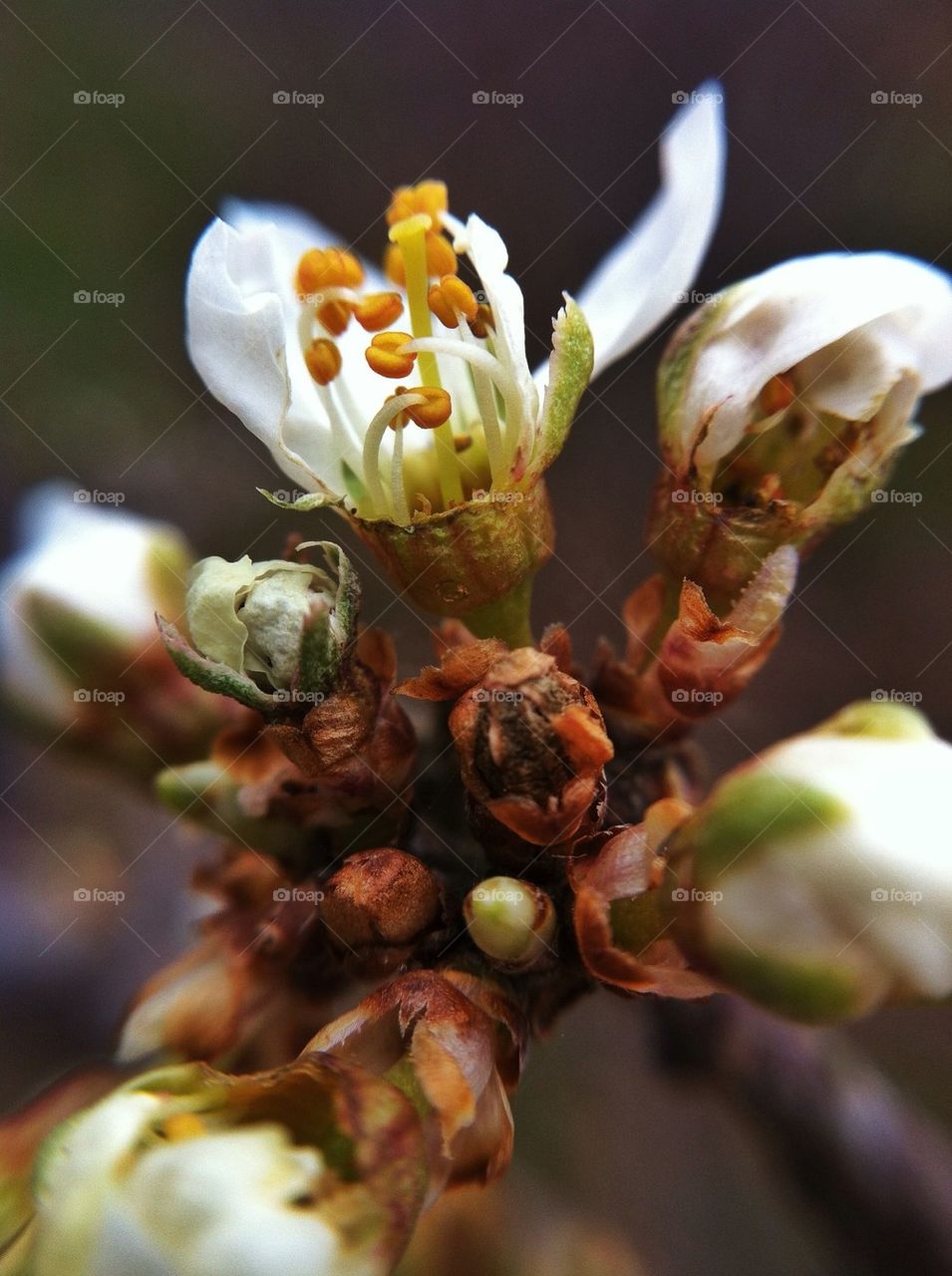 landscape green spring flowers by miss_falcon