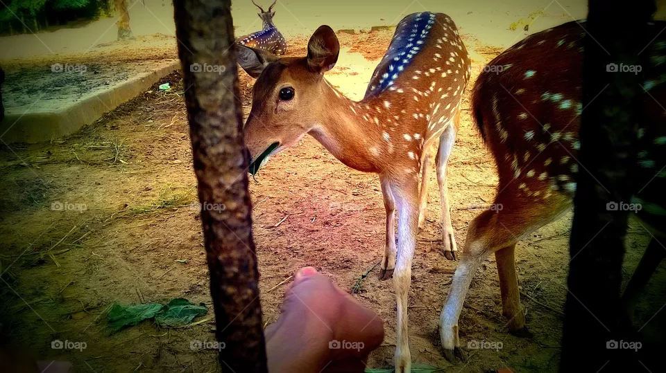 Deer