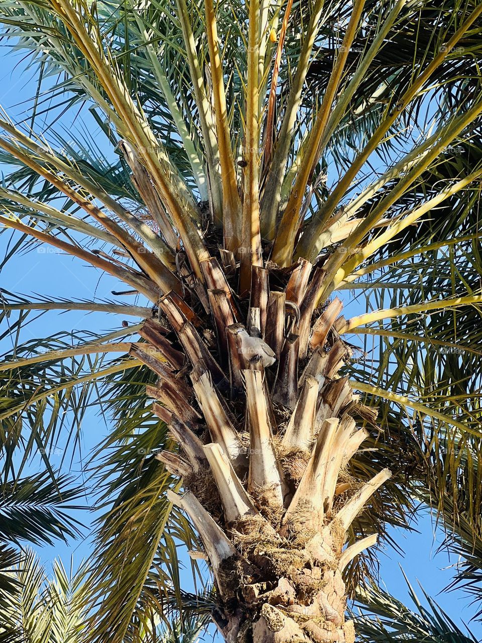 The dove roosting in the fronds of a large palm tree. Bright blue sky looking up at the dove presiding over us.