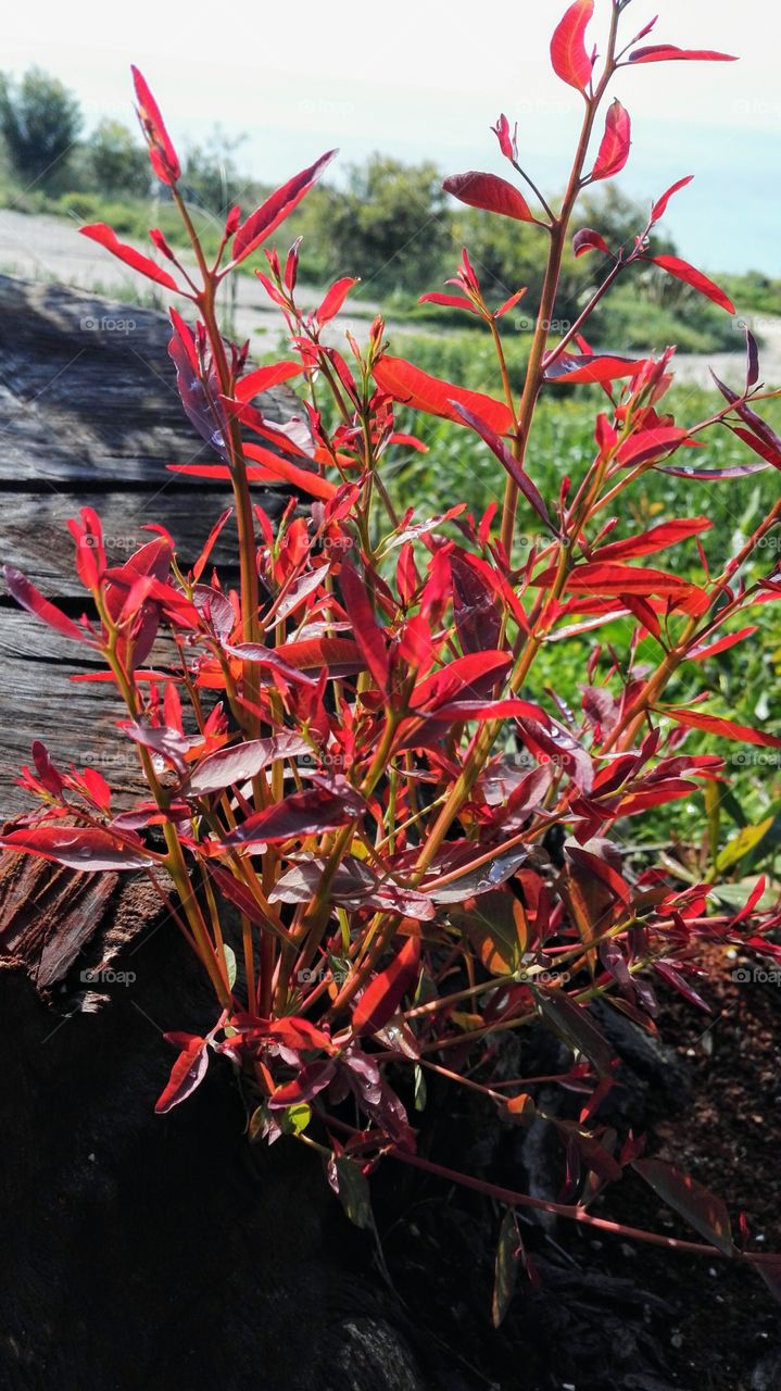 foglie di Eucaliptis