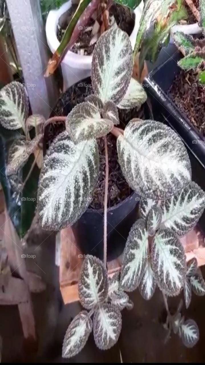 Episcia silver shield ornamental plant