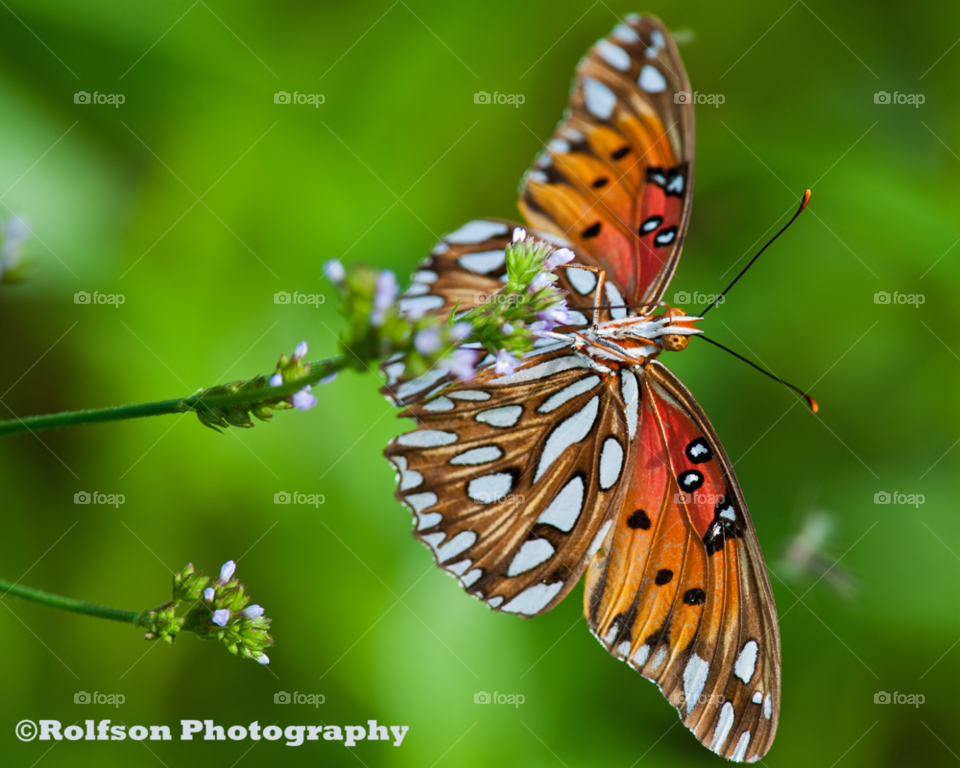 orange butterfly insect beauty