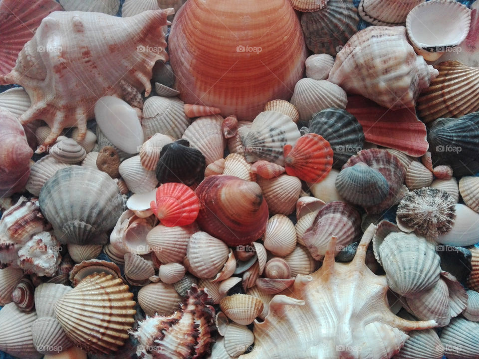 sea shells