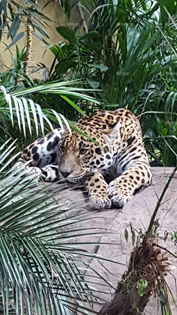 Leopard, Chester Zoo, UK