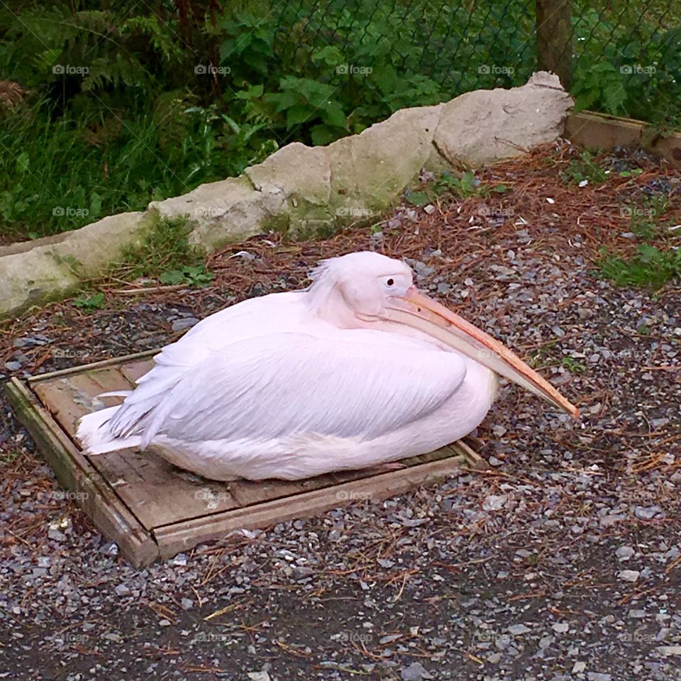 A beautiful pink pelican resting in captivity at the Combe Martin wildlife and dinosaur park in North Devon 