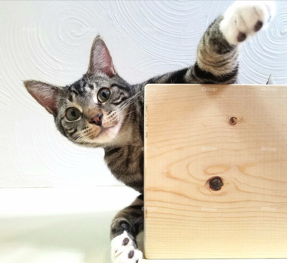 kitten hanging from shelf