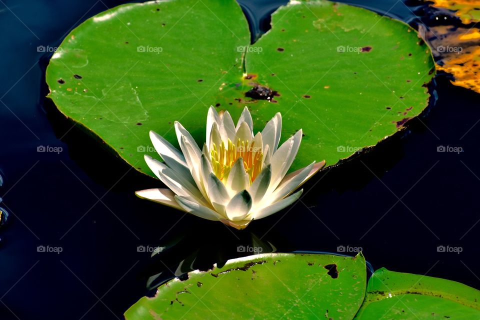 Yellow white water Lilly 