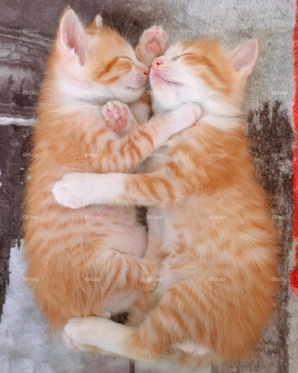Lovely cats