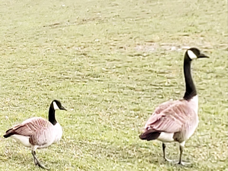 geese