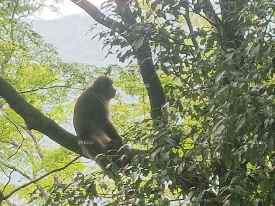 A wild Japanese monkey on Mt. Gagyu.