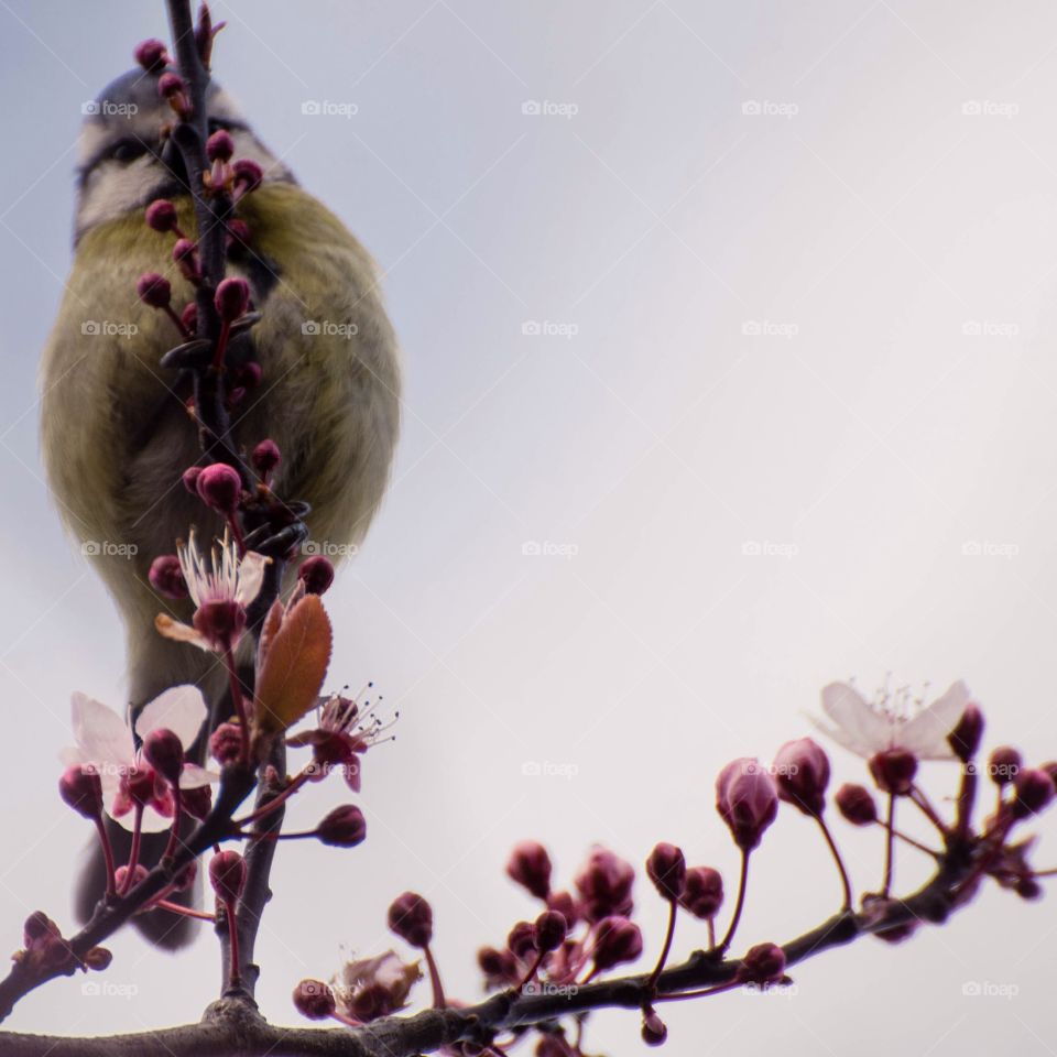 Bluetit on a branch bird watching cute fluffy sunny day