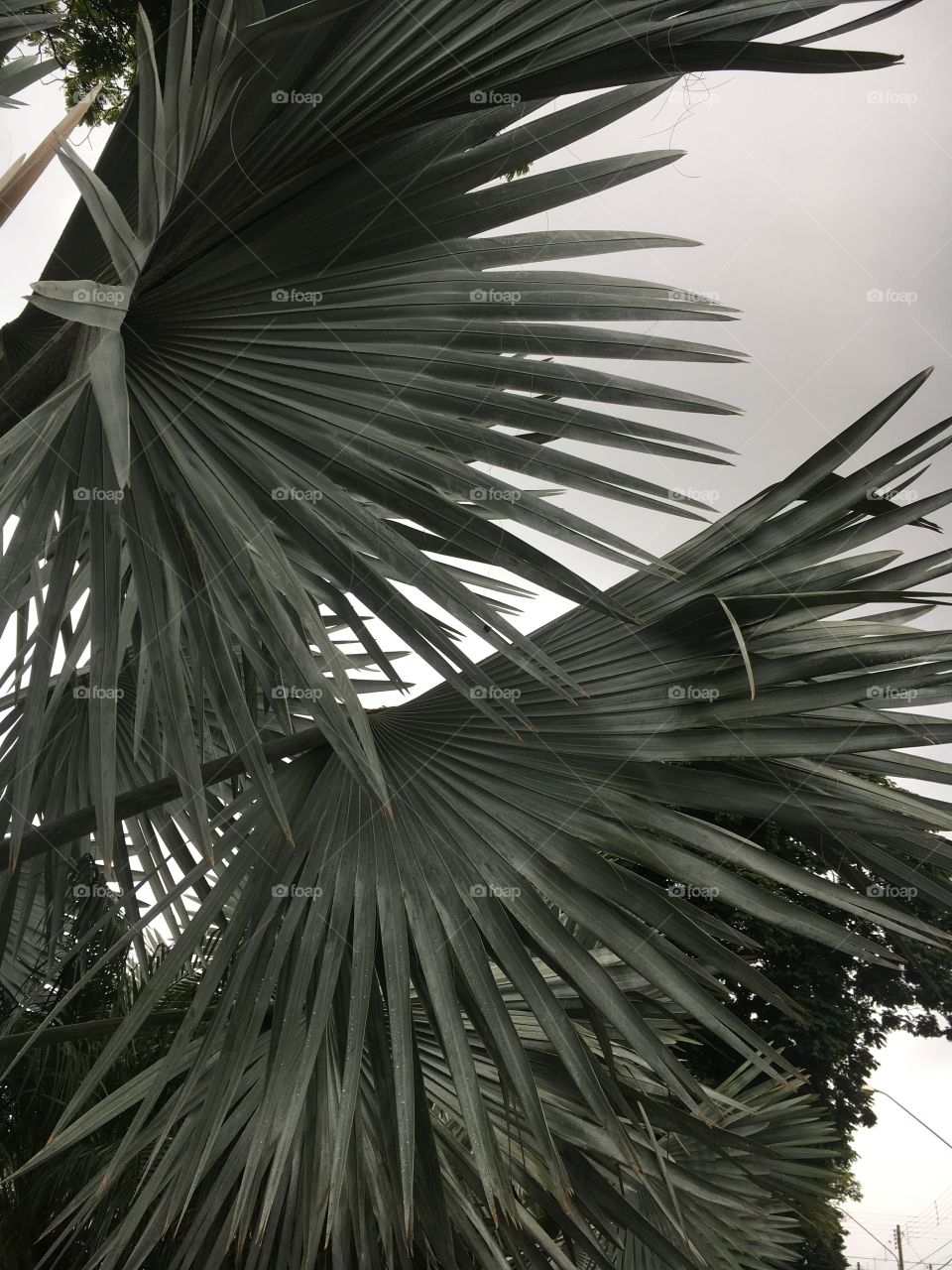 Blue palm tree leaves on a rainy day.