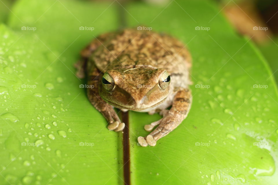 Tree frog