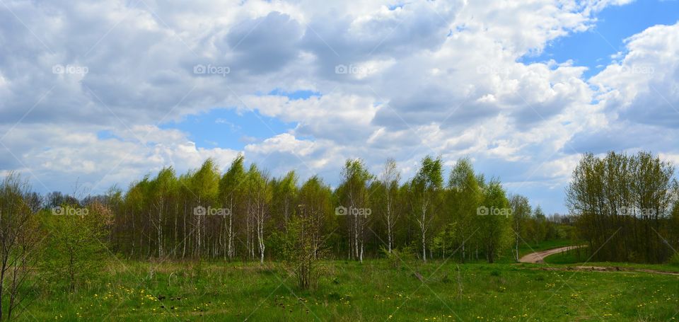 Landscape, No Person, Tree, Nature, Wood