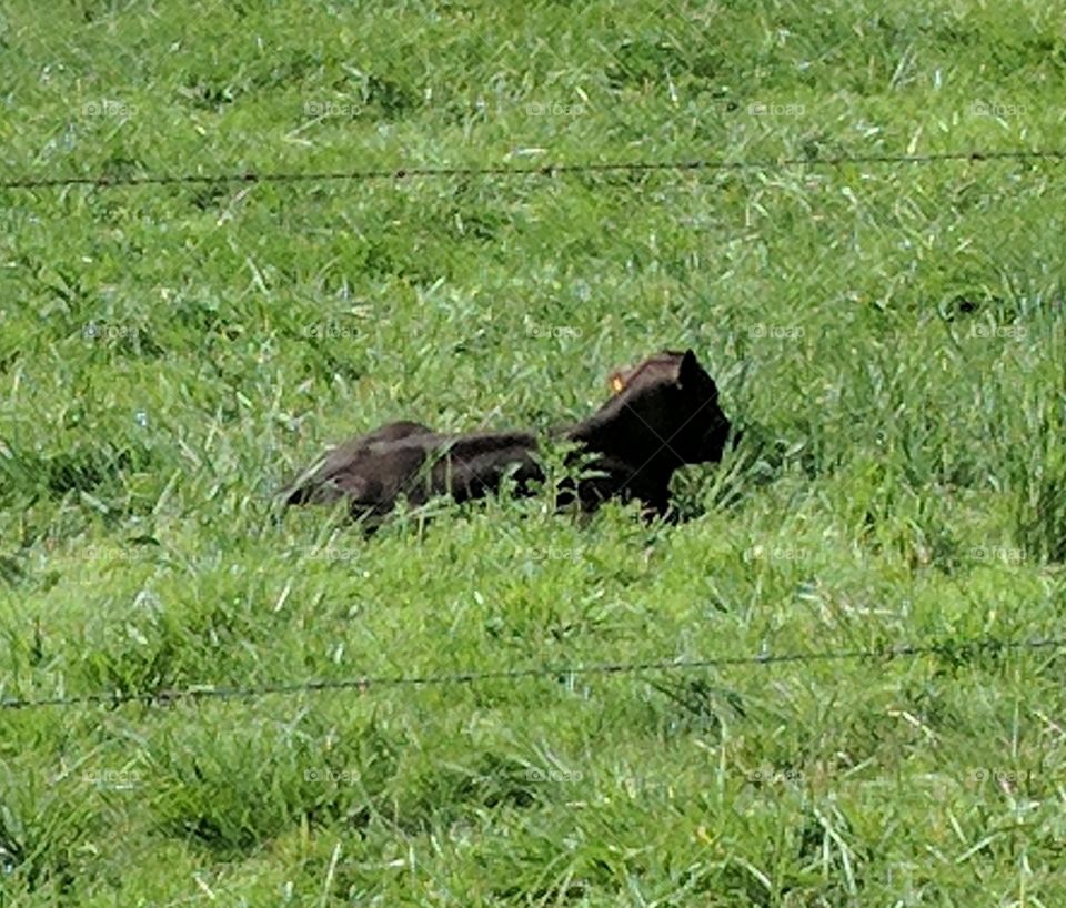 Calf lying in field