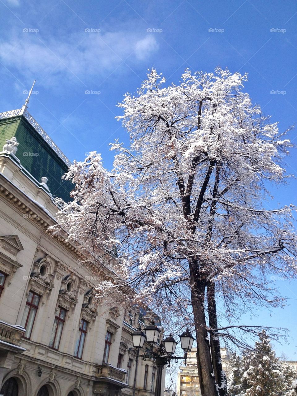 Winter tree