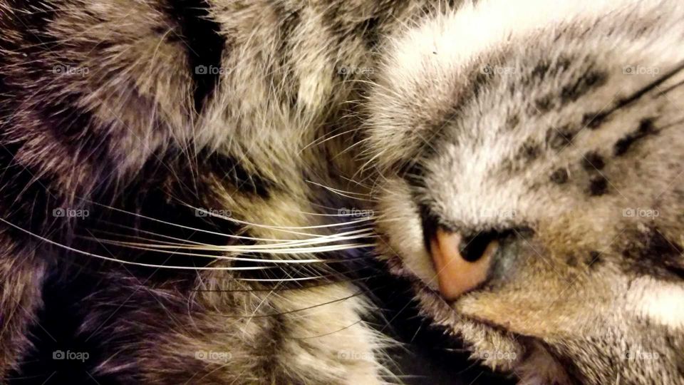 upside down cat sleeping