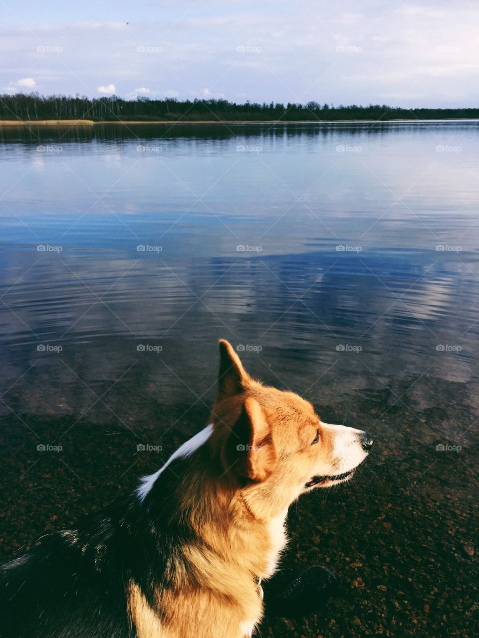 Cute corgi pembroke dog