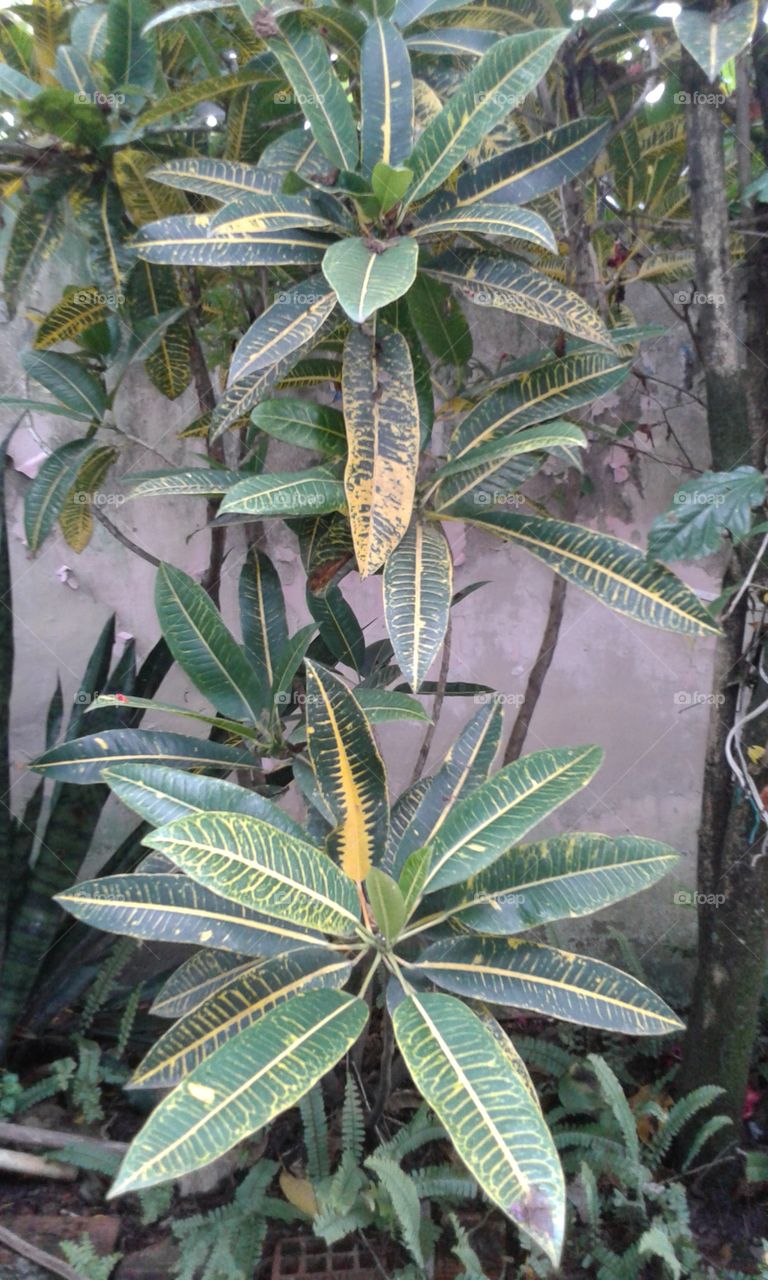 Tropical, Flora, Nature, Leaf, Exotic