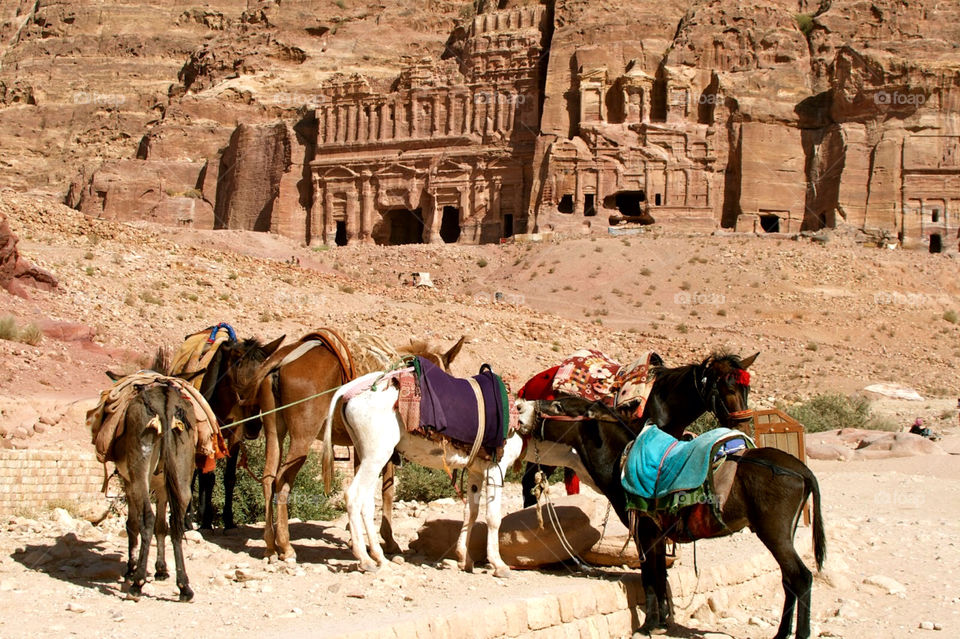 Donkeys in the ancient city of Petra