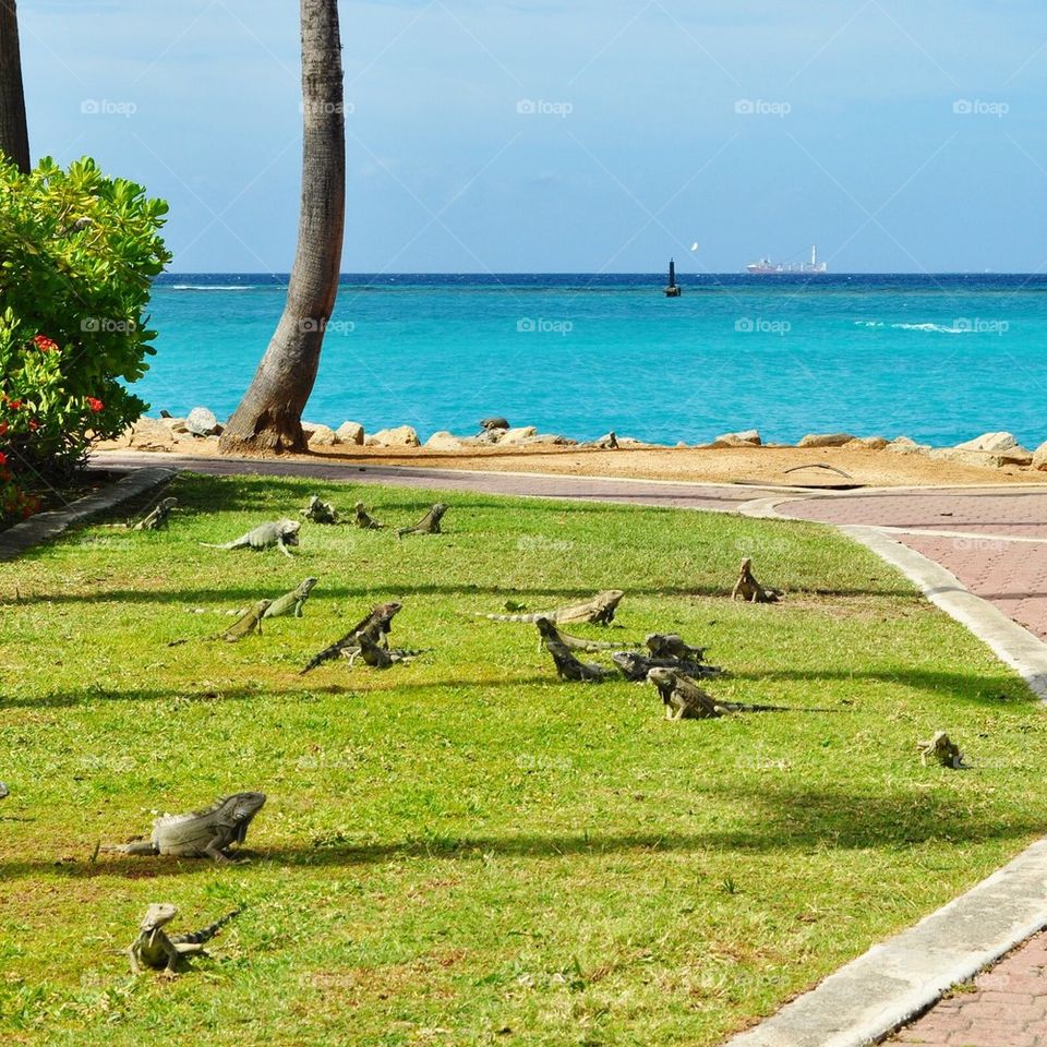 Iguanas